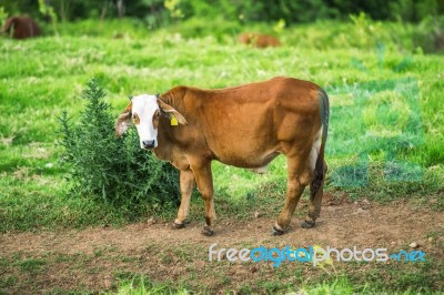 Country Cow Stock Photo