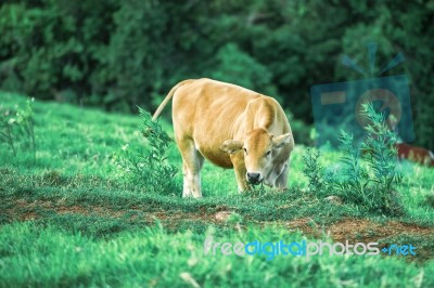 Country Cow Stock Photo