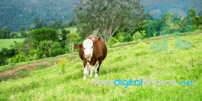 Country Cow Stock Photo