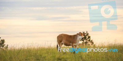 Country Cow Stock Photo