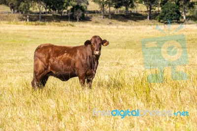 Country Cow Stock Photo