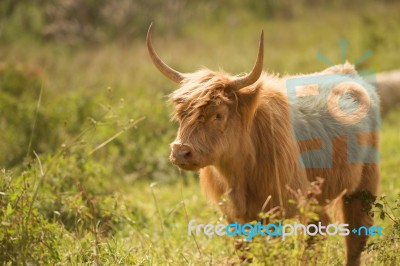 Country Cow Stock Photo