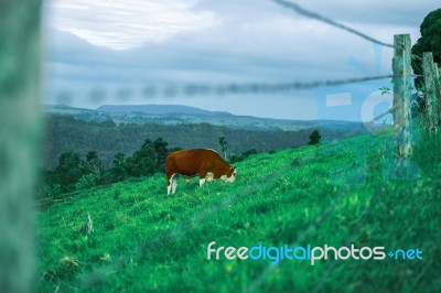 Country Cow Stock Photo