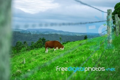 Country Cow Stock Photo