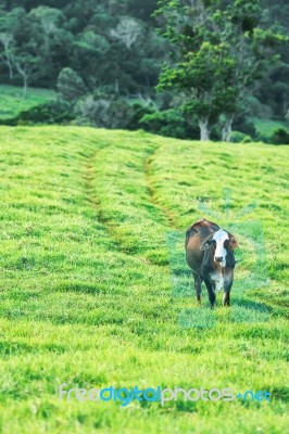 Country Cow Stock Photo