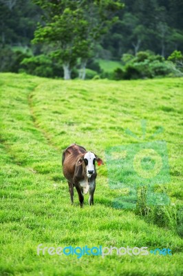 Country Cow Stock Photo