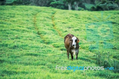 Country Cow Stock Photo