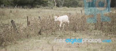 Country Cow Stock Photo