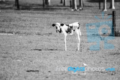 Country Cow  Stock Photo