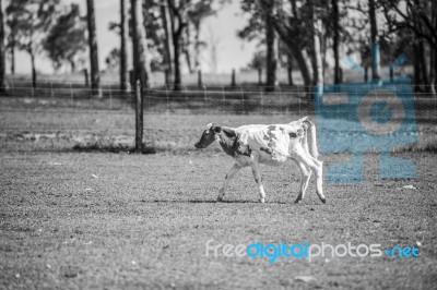 Country Cow  Stock Photo