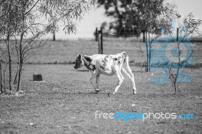 Country Cow  Stock Photo