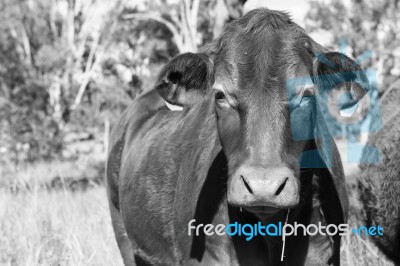 Country Cow  Stock Photo