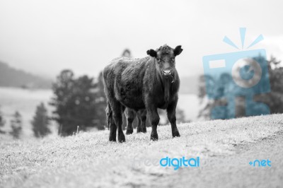 Country Cow  Stock Photo