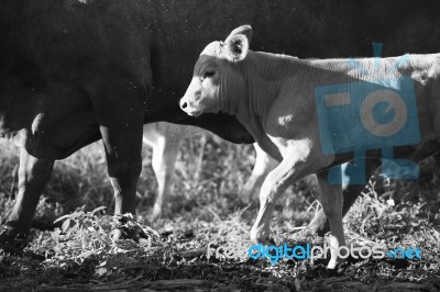 Country Cow  Stock Photo