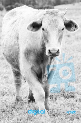 Country Cow  Stock Photo