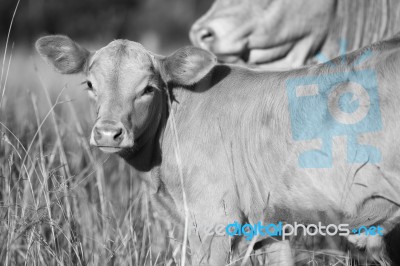 Country Cow  Stock Photo