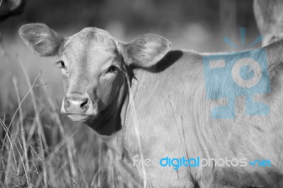 Country Cow  Stock Photo