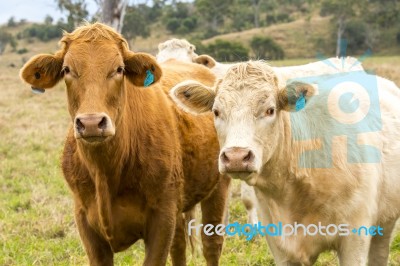 Country Cows Stock Photo