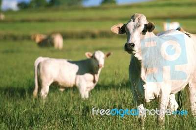 Country Cows Stock Photo