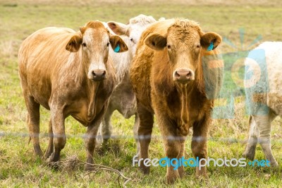 Country Cows Stock Photo