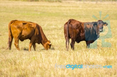 Country Cows Stock Photo