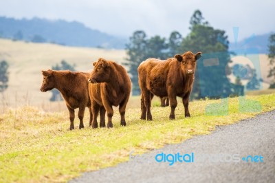 Country Cows Stock Photo