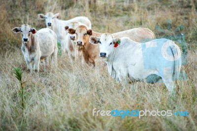 Country Cows Stock Photo