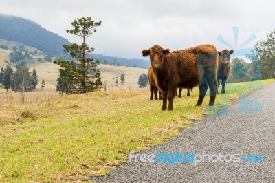 Country Cows Stock Photo