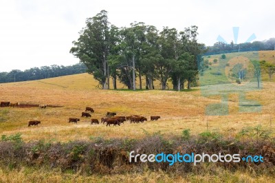 Country Cows Stock Photo