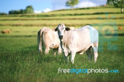 Country Cows Stock Photo