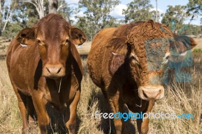 Country Cows Stock Photo