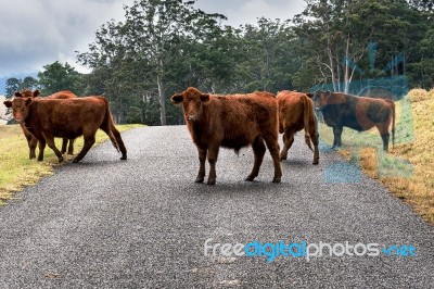 Country Cows Stock Photo