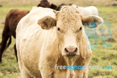 Country Cows Stock Photo