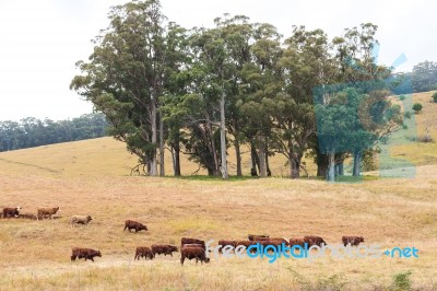 Country Cows Stock Photo