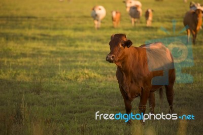 Country Cows Stock Photo