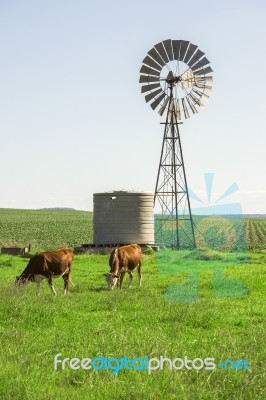 Country Cows Stock Photo