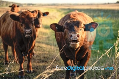 Country Cows Stock Photo