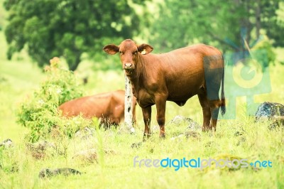 Country Cows Stock Photo