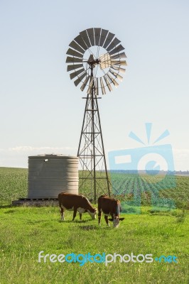 Country Cows Stock Photo