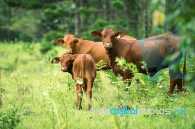 Country Cows Stock Photo