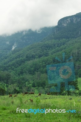 Country Cows Stock Photo