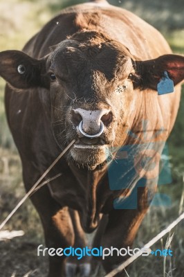 Country Cows Stock Photo