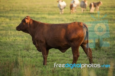 Country Cows Stock Photo