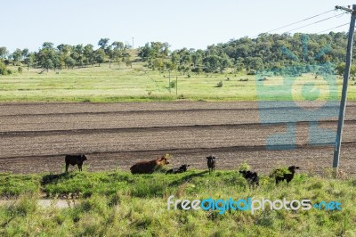 Country Cows Stock Photo