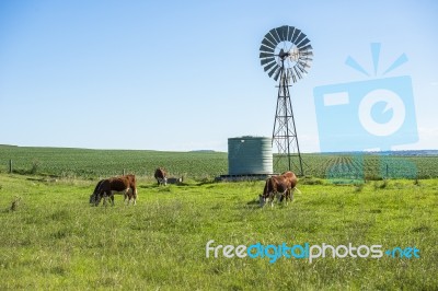 Country Cows Stock Photo