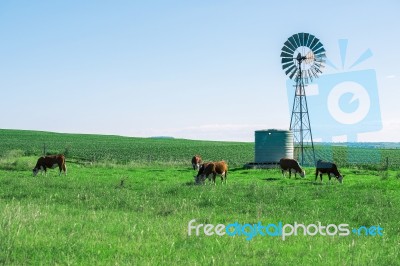 Country Cows Stock Photo