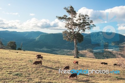 Country Cows Stock Photo