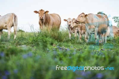 Country Cows Stock Photo