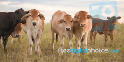 Country Cows Stock Photo