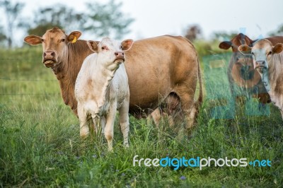 Country Cows Stock Photo